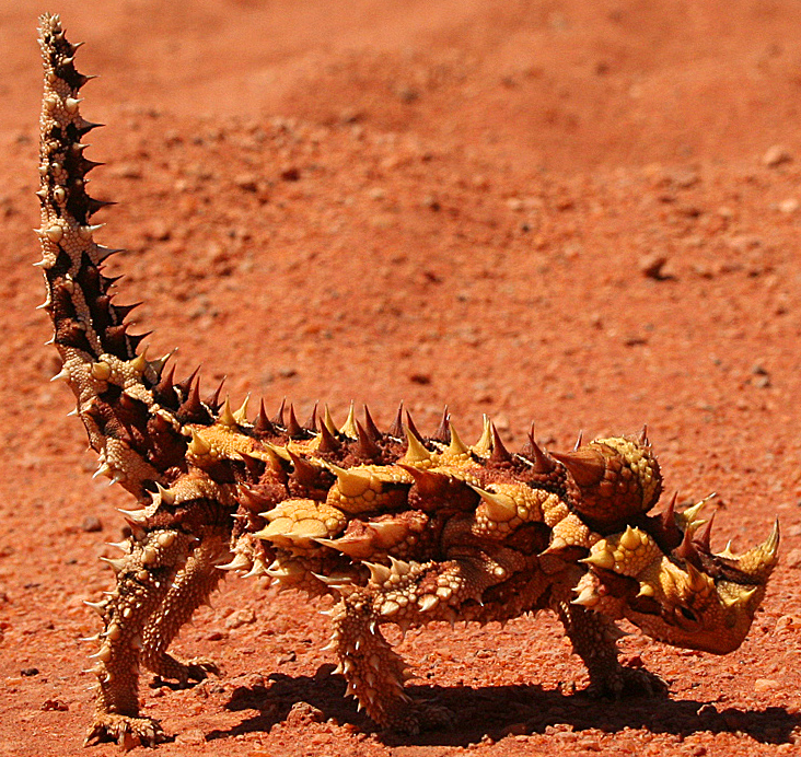 Plus bel animal du monde, le Moloch